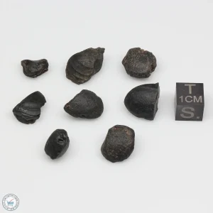 Australite Tektite Assortment 10g