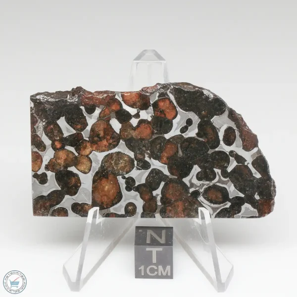 Sericho Pallasite Meteorite 27.1g