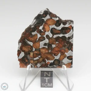 Sericho Pallasite Meteorite 25.0g