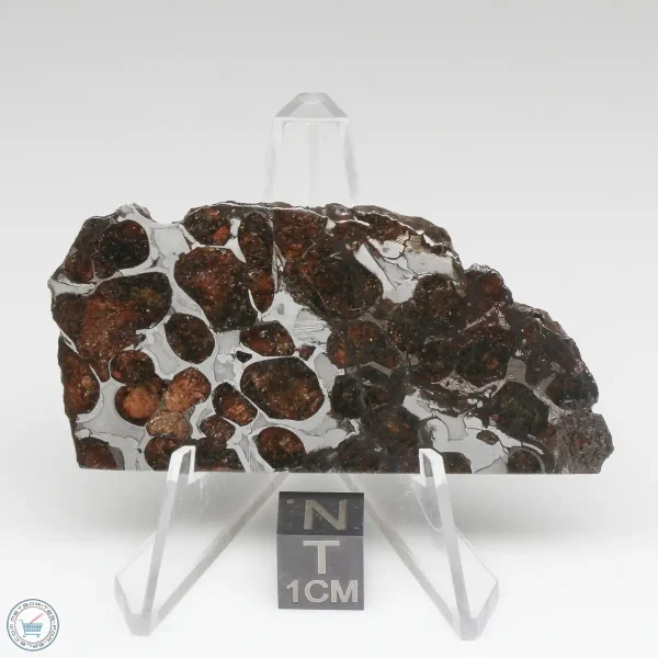 Sericho Pallasite Meteorite 28.5g