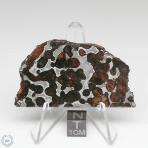 Sericho Pallasite Meteorite 25.4g