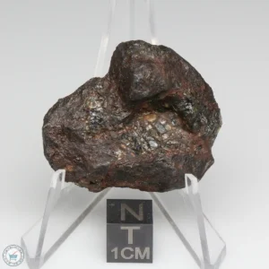 NWA 15428 Pallasite Meteorite 24.6g End Cut