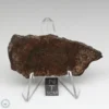 UNWA Meteorite Slice 26.6g