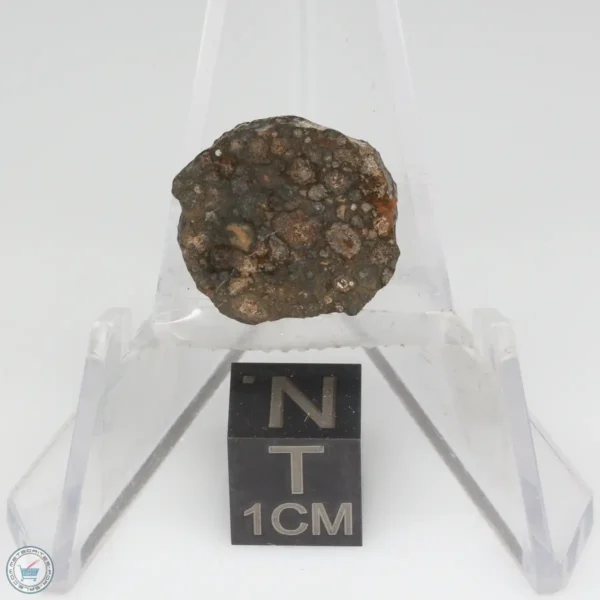 NWA 14353 CVred3 Meteorite 1.2g