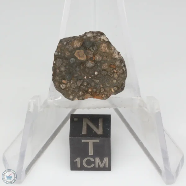 NWA 14353 CVred3 Meteorite 1.2g