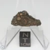 NWA 14353 CVred3 Meteorite 1.2g