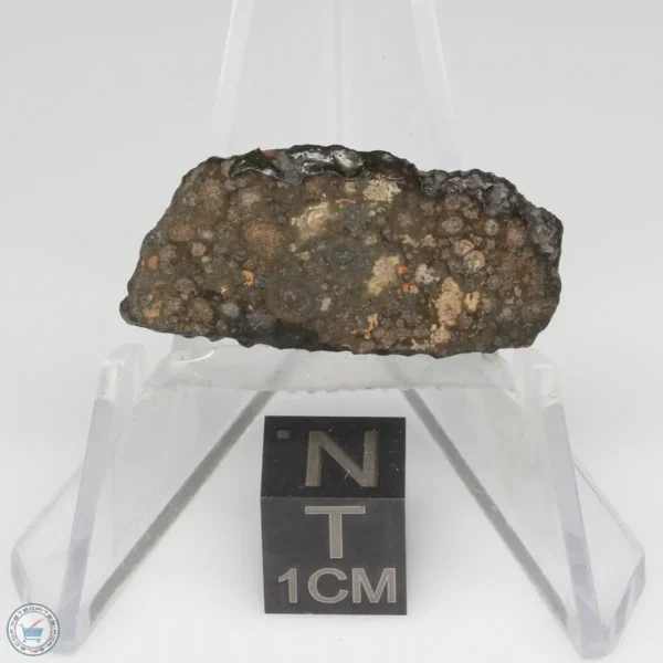 NWA 14353 CVred3 Meteorite 1.6g