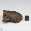 NWA 11721 Meteorite 53.9g Windowed