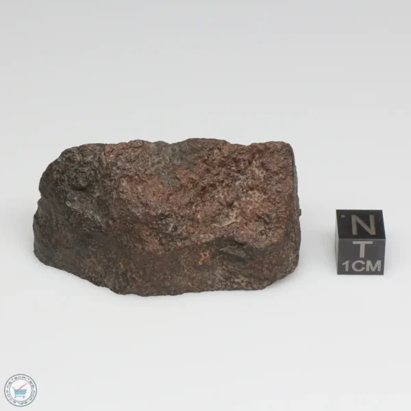 NWA 775 Meteorite 51.7g Part End Cut