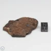 UNWA Meteorite End Piece 35.1g