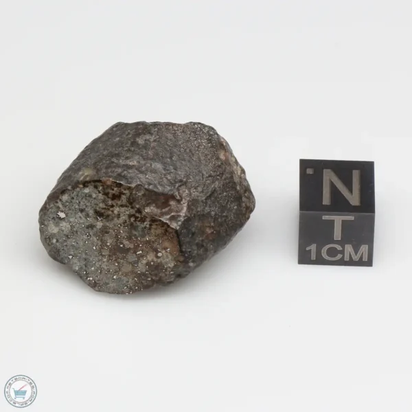 NWA 869 Meteorite 17.9g