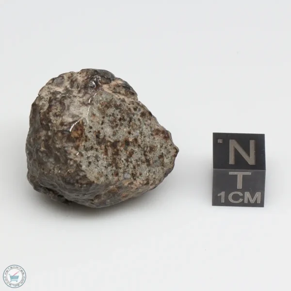 NWA 869 Meteorite 28.7g