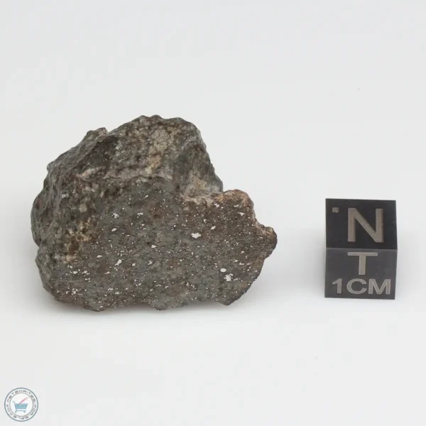 NWA 869 Meteorite 25.0g