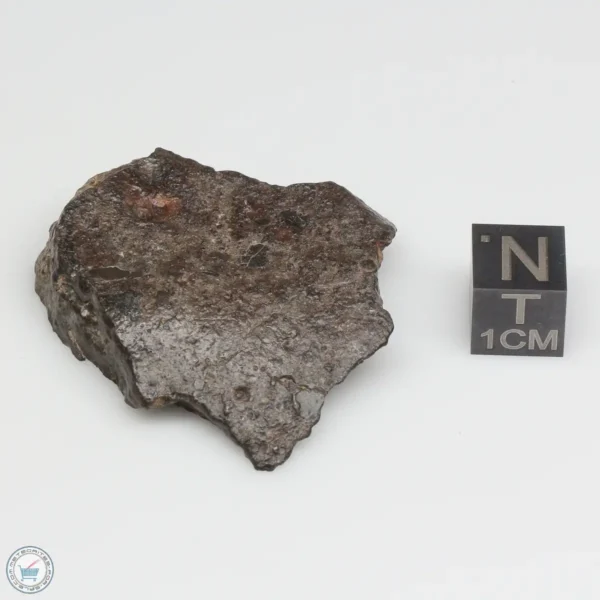 NWA 869 Meteorite 24.4g