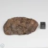 Al Haggounia 001 EL-melt Meteorite 88.3g Windowed Stone