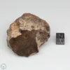 Al Haggounia 001 EL-melt Meteorite 136.5g Windowed Stone