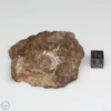 Al Haggounia 001 EL-melt Meteorite 105.1g Windowed Stone