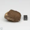 Al Haggounia 001 EL-melt Meteorite 48.8g Windowed Stone