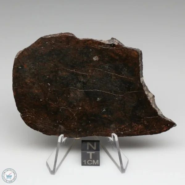 Dhofar 020 Meteorite 43.4g