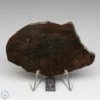 Dhofar 020 Meteorite 42.3g