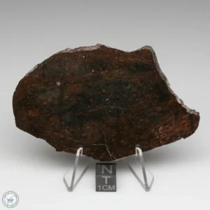 Dhofar 020 Meteorite 42.3g