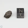 NWA 14353 CVred3 Meteorite 0.8g