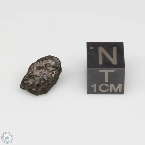 NWA 14353 CVred3 Meteorite 0.8g