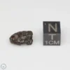 NWA 14353 CVred3 Meteorite 1.1g