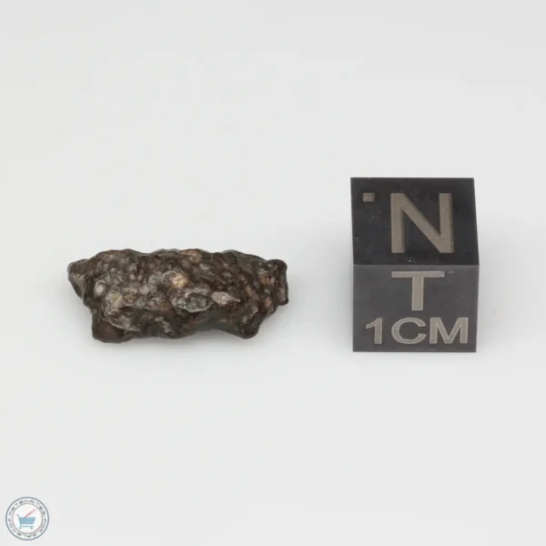 NWA 14353 CVred3 Meteorite 1.1g