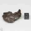 Sikhote-Alin Meteorite Shrapnel 40.1g