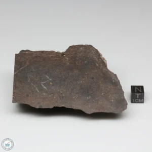 Dhofar 1289 Meteorite 202.0g