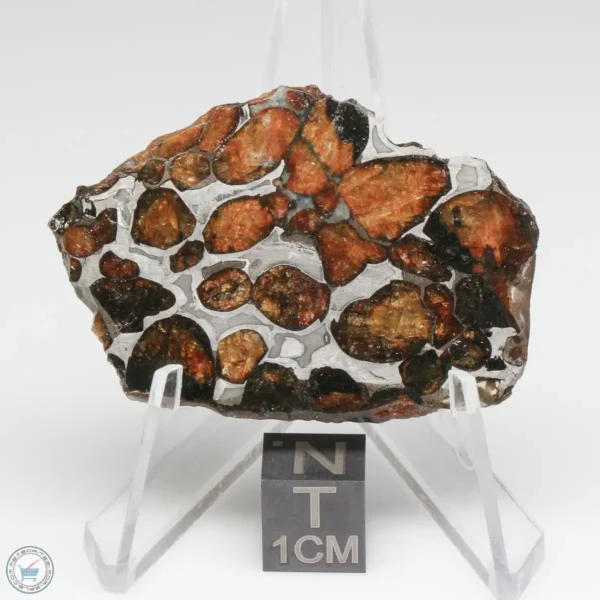 Sericho Pallasite Meteorite 13.3g