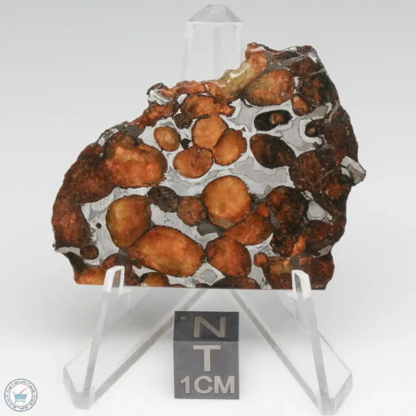 Sericho Pallasite Meteorite 21.2g