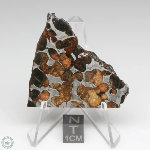 Sericho Pallasite Meteorite 22.9g