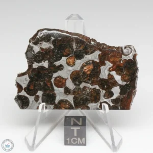 Sericho Pallasite Meteorite 22.8g