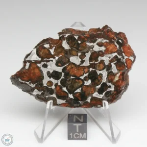 Sericho Pallasite Meteorite 36.5g