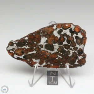 Sericho Pallasite Meteorite 33.8g