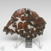 Sericho Pallasite Meteorite 34.9g