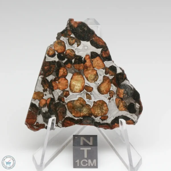 Sericho Pallasite Meteorite 19.9g