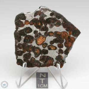 Sericho Pallasite Meteorite 32.4g