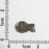 NWA 11182 Lunar Meteorite 0.25g