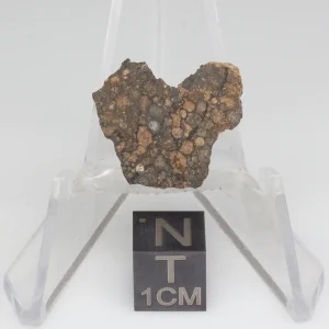 NWA 14353 CVred3 Meteorite 1.2g