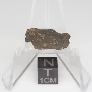 NWA 14353 CVred3 Meteorite 1.2g